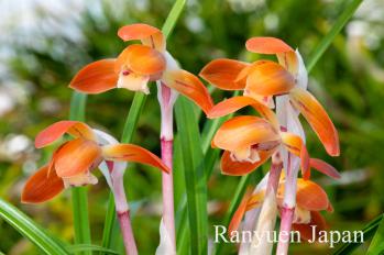 春蘭 蘭裕園 Ranyuen