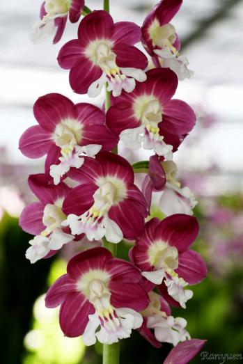 エビネ 蘭裕園 Ranyuen