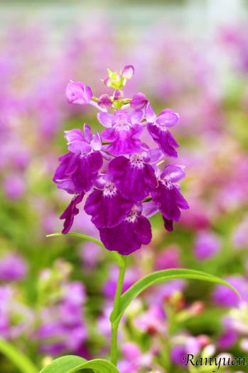 アワチドリ・夢ちどり 蘭裕園 Ranyuen