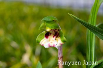 春蘭 蘭裕園 Ranyuen