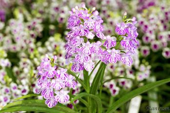 アワチドリ・夢ちどり 蘭裕園 Ranyuen