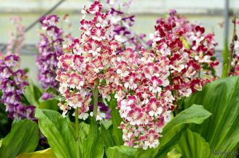 エビネ 蘭裕園 Ranyuen