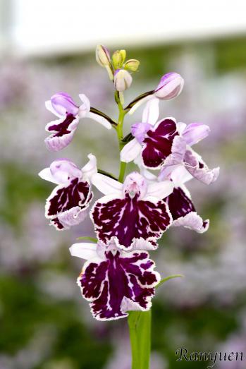 アワチドリ・夢ちどり 蘭裕園 Ranyuen