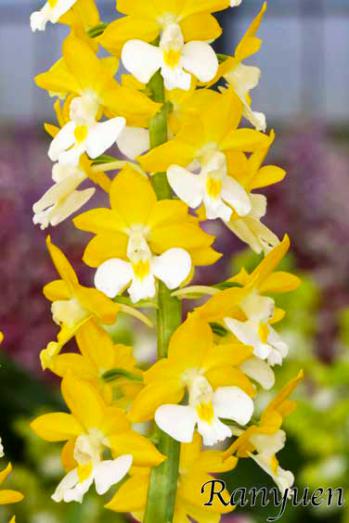 エビネ 蘭裕園 Ranyuen