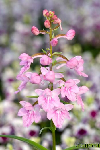 アワチドリ・夢ちどり 蘭裕園 Ranyuen