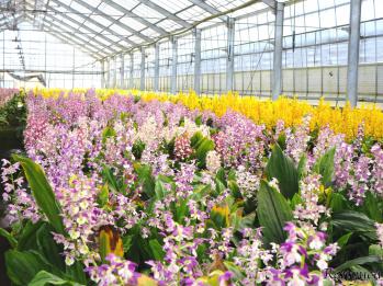 エビネ 蘭裕園 Ranyuen