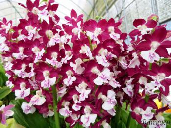 エビネ 蘭裕園 Ranyuen