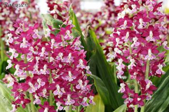 エビネ 蘭裕園 Ranyuen