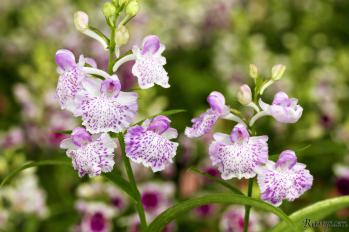 アワチドリ・夢ちどり 蘭裕園 Ranyuen