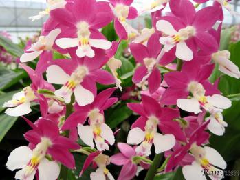 Calanthe Ranyuen