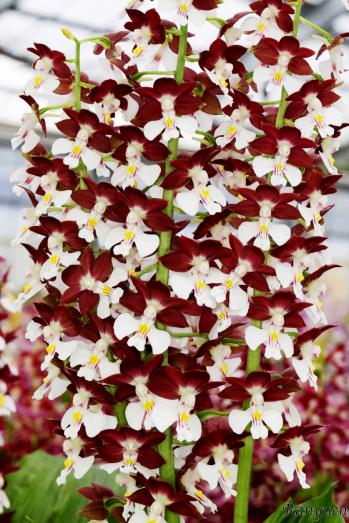 エビネ 蘭裕園 Ranyuen