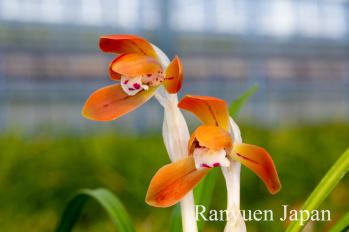 春蘭 蘭裕園 Ranyuen