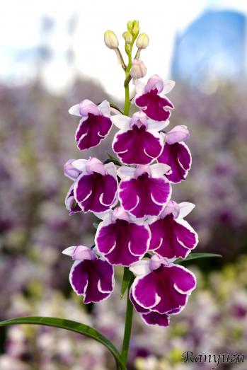 アワチドリ・夢ちどり 蘭裕園 Ranyuen