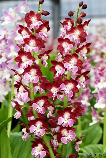 エビネ 蘭裕園 Ranyuen