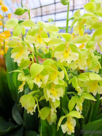 エビネ 蘭裕園 Ranyuen