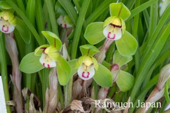 春蘭 蘭裕園 Ranyuen