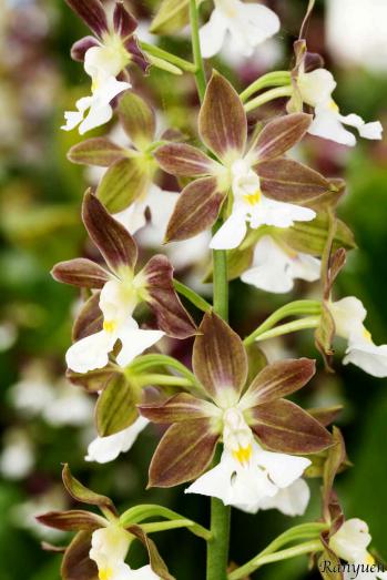 エビネ 蘭裕園 Ranyuen