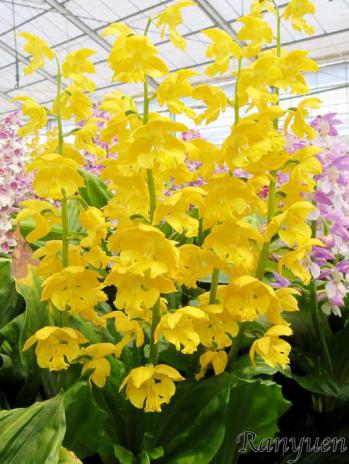 エビネ 蘭裕園 Ranyuen