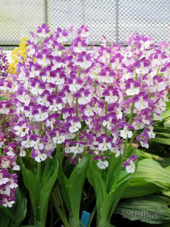 エビネ 蘭裕園 Ranyuen