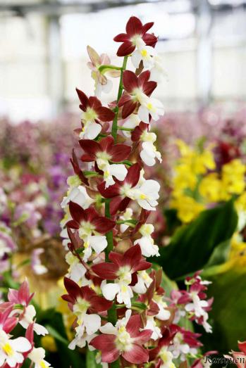 エビネ 蘭裕園 Ranyuen