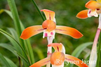 Cymbidium goeringii Ranyuen