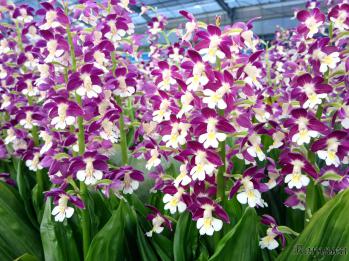 エビネ 蘭裕園 Ranyuen