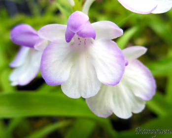 アワチドリ・夢ちどり 蘭裕園 Ranyuen