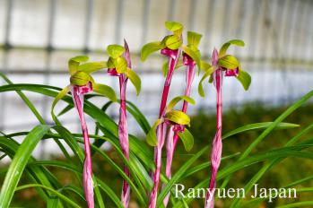 春蘭 蘭裕園 Ranyuen