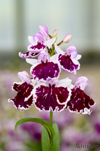 アワチドリ・夢ちどり 蘭裕園 Ranyuen