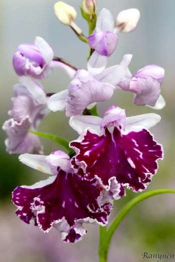 アワチドリ・夢ちどり 蘭裕園 Ranyuen