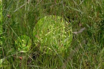 ヤマサギソウ 蘭裕園 Ranyuen