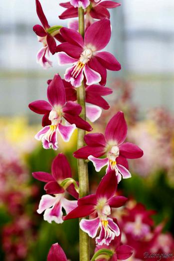 エビネ 蘭裕園 Ranyuen