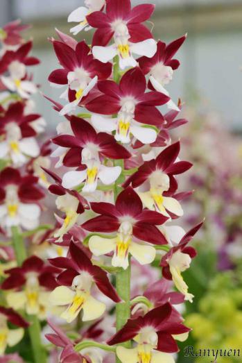 エビネ 蘭裕園 Ranyuen