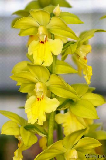 エビネ 蘭裕園 Ranyuen