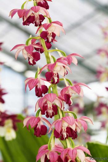 エビネ 蘭裕園 Ranyuen