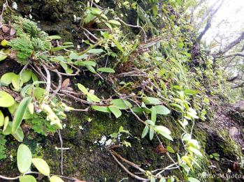 キバナセッコク 蘭裕園 Ranyuen