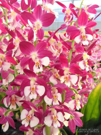 エビネ 蘭裕園 Ranyuen