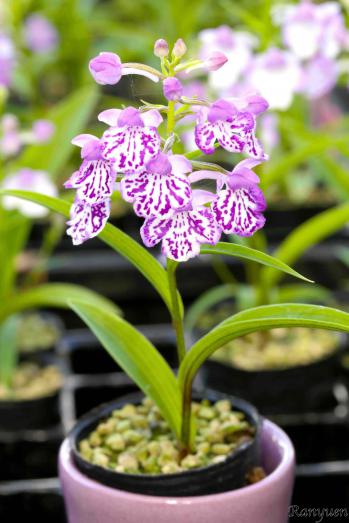 アワチドリ・夢ちどり 蘭裕園 Ranyuen