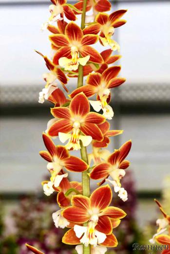 エビネ 蘭裕園 Ranyuen