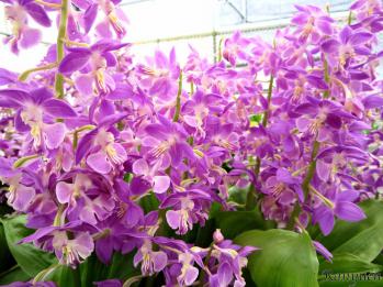 エビネ 蘭裕園 Ranyuen