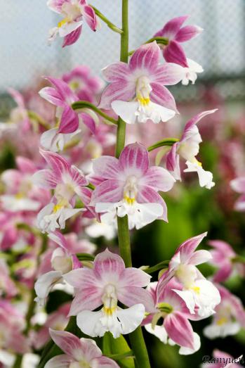 エビネ 蘭裕園 Ranyuen