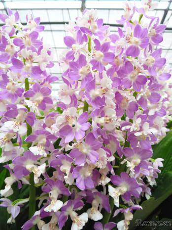 エビネ 蘭裕園 Ranyuen