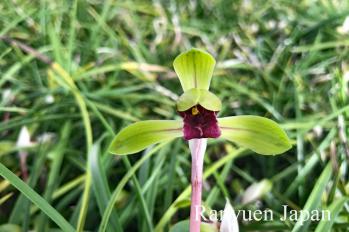 春蘭 蘭裕園 Ranyuen