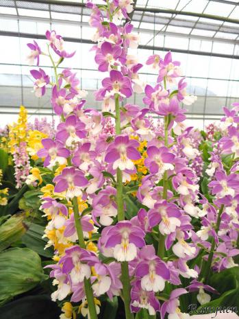 エビネ 蘭裕園 Ranyuen