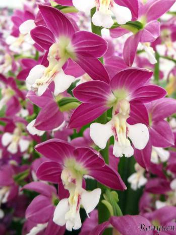 エビネ 蘭裕園 Ranyuen