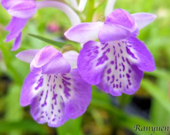 アワチドリ・夢ちどり 蘭裕園 Ranyuen