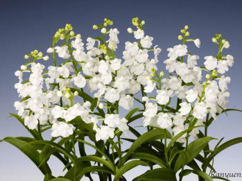 アワチドリ・夢ちどり 蘭裕園 Ranyuen