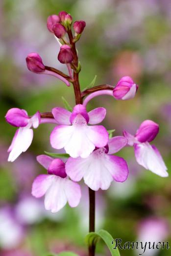 アワチドリ・夢ちどり 蘭裕園 Ranyuen