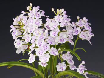 アワチドリ・夢ちどり 蘭裕園 Ranyuen