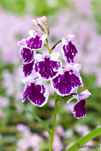 アワチドリ・夢ちどり 蘭裕園 Ranyuen